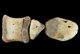 Composite Hadrosaur Finger - Alberta (Disposition #-) #100762-1